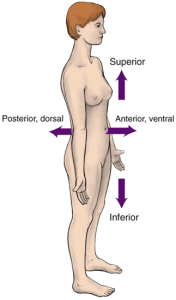 A labeled illustration of a nude standing woman demonstrating anatomical directional terms, including superior, inferior, anterior, and posterior.