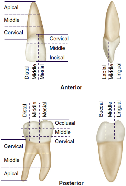 Diagram showing the divisions into thirds of anterior and posterior teeth, with labeled sections including apical, middle, and cervical for vertical divisions, and distal, mesial, incisal, buccal, and lingual for horizontal divisions.