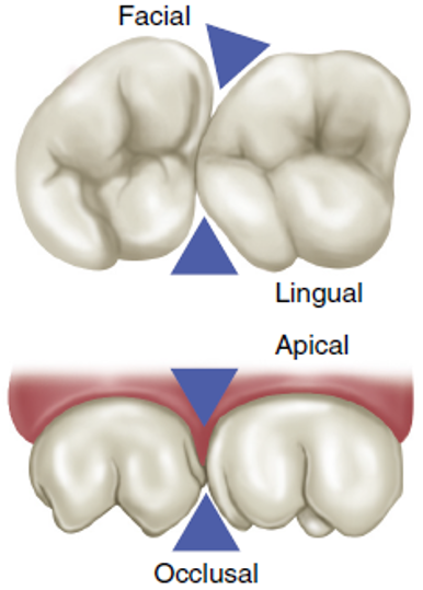 Illustration showing the embrasures of molars from different perspectives: top view displaying occlusal, side view showing facial and lingual, and front view indicating apical directions.