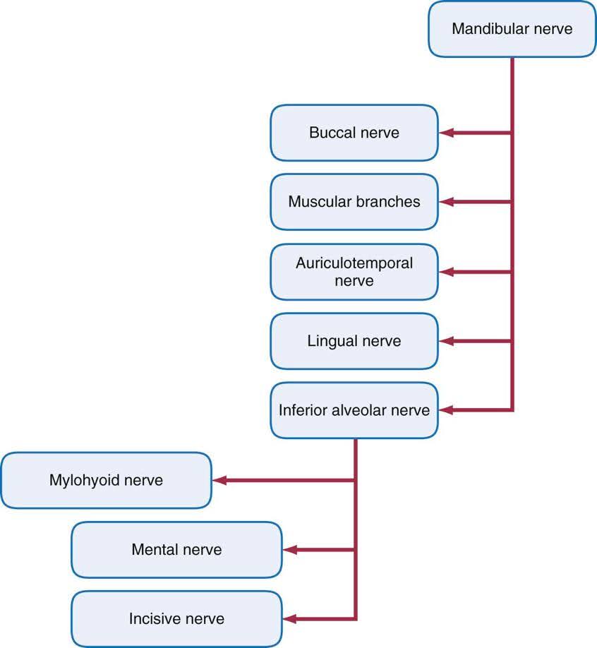 Flowchart diagram showing the branches of the Mandibular nerve, including the Buccal, Auriculotemporal, Lingual, and Inferior Alveolar nerves, as well as further subdivisions like the Mylohyoid, Mental, and Incisive nerves.