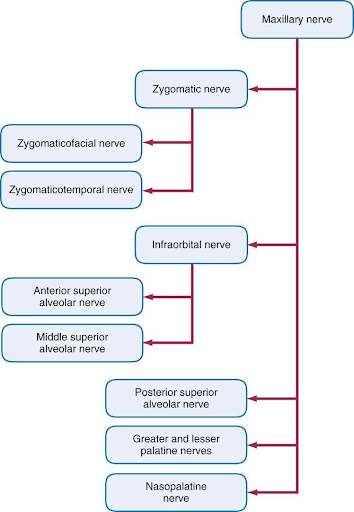 Flowchart diagram illustrating the branches of the Maxillary nerve, including the Zygomatic nerve, Infraorbital nerve, various Alveolar nerves, and Palatine nerves, all clearly labeled and connected by lines to show relationships.