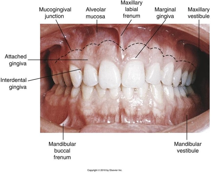 Landmarks of the Face and Oral Cavity – Oral Facial Anatomy Online