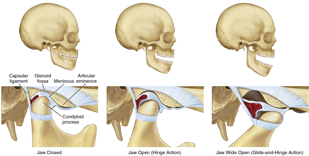 A series of anatomical illustrations depicting the temporomandibular joint (TMJ) in different states: jaw closed, jaw open with hinge action, and jaw wide open with glide-and-hinge action. Each state shows detailed structures like the capsular ligament, glenoid fossa, articular meniscus, and the condyloid process.