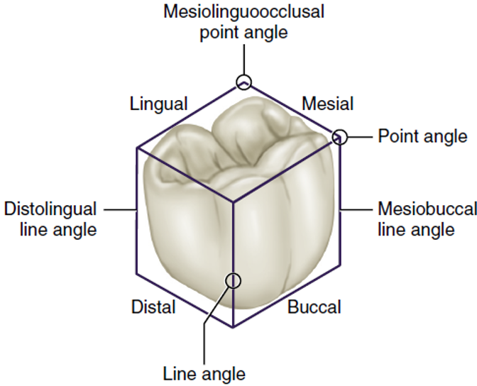 Illustration of a molar tooth encased in a cube, with labels identifying various dental line and point angles including mesiolinguoocclusal point angle, distolingual line angle, and mesiobuccal line angle.