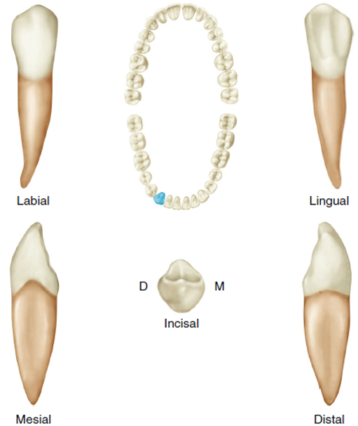 Detailed illustrations of a mandibular canine from labial, lingual, mesial, distal, and incisal views, accompanied by a dental arch diagram showing the tooth's position in the lower jaw.