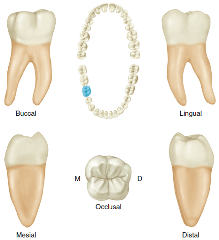 Illustrations of a mandibular first molar shown from various angles: buccal, lingual, mesial, distal, and occlusal views, along with a top-down view of a set of lower teeth highlighting the tooth's position.