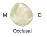 Occlusal view of a mandibular first premolar, showing cusp and groove details, labeled with 'M' for mesial and 'D' for distal.