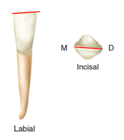 Illustration showing the labial and incisal views of a tooth, with red lines highlighting specific features at the upper margin and across the incisal edge from mesial to distal.