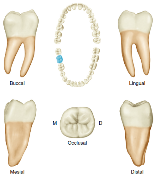 Tooth Morphology – Permanent Posterior Teeth (Part A) – Oral Facial ...