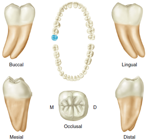 Illustrations of a mandibular third molar shown from various angles: buccal, lingual, mesial, distal, and occlusal views, along with a top-down view of a set of lower teeth highlighting the tooth's position.