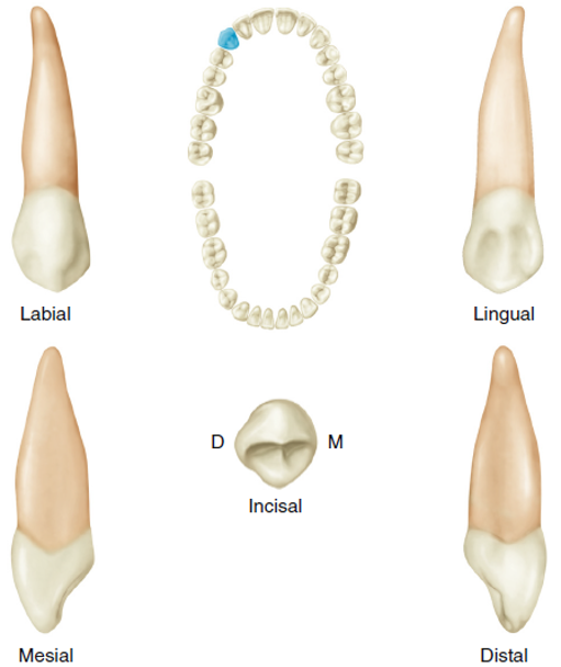 Illustration of a tooth from multiple views: labial, lingual, mesial, distal, and incisal, along with a full dental arch showing the position of the tooth in the upper jaw.