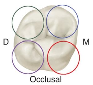 Occlusal view of a maxillary first molar with four distinct cusps, each circled in different colors: mesial cusps in blue and red, distal cusps in green and purple, labeled 'M' for mesial and 'D' for distal.