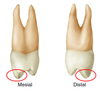 Two views of a maxillary first premolar tooth showing the mesial and distal perspectives. Each view highlights the root curvature at the apex, circled in red, to emphasize the differences between the mesial and distal root angles.