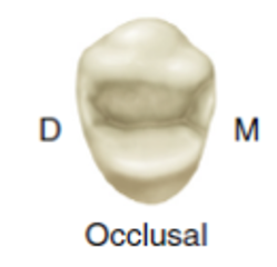 Occlusal view of a maxillary first premolar, displaying distinct cusps and grooves, labeled with 'M' for mesial and 'D' for distal.