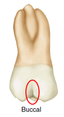 Buccal view of a maxillary second molar with a red circle highlighting a pronounced concavity on the root surface near the gum line.