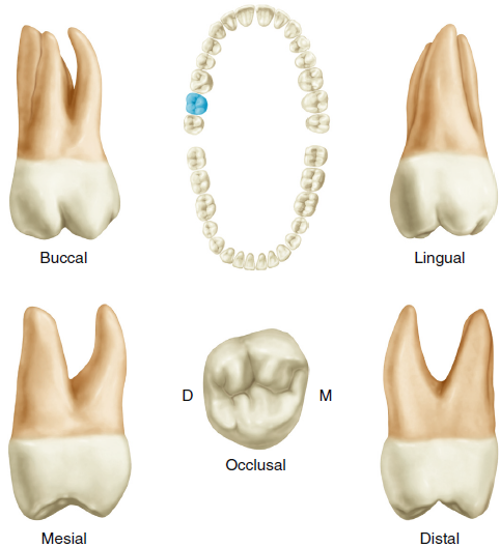 Illustrations of a maxillary second molar shown from various angles: buccal, lingual, mesial, distal, and occlusal views, along with a top-down view of a set of upper teeth highlighting the tooth's position.