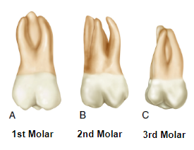 Three maxillary molars displayed side-by-side labeled A, B, and C as 1st Molar, 2nd Molar, and 3rd Molar respectively. Each tooth is shown from the buccal view, depicting variations in cusp arrangement and root morphology across the types.