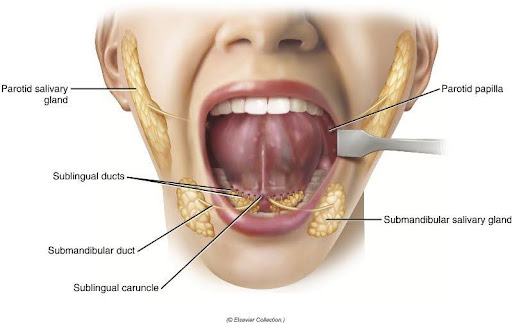 Diagram of the major salivary glands in the human mouth, showing the parotid, sublingual, and submandibular glands, along with their associated ducts and openings.