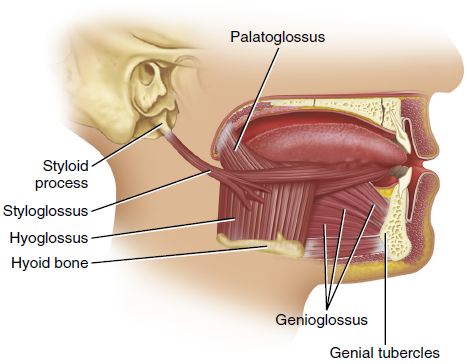 Cross-sectional illustration of the human head showing the muscles of the tongue, including the Palatoglossus, Styloglossus, Hyoglossus, Genioglossus, and the anatomical structures such as the Styloid process, Hyoid bone, and Genial tubercles, all clearly labeled.