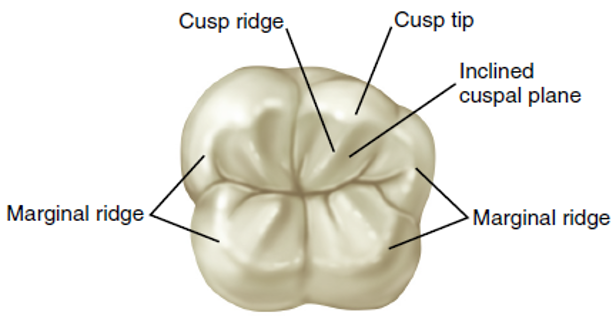 A diagram of a permanent posterior tooth's occlusal surface highlights anatomical features such as the cusp tip, cusp ridge, inclined cuspal plane, and marginal ridges.