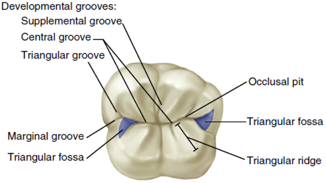 Tooth Morphology – Permanent Posterior Teeth (Part A) – Oral Facial ...