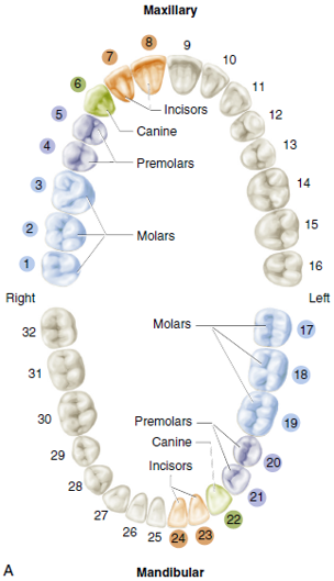 Illustration showing occlusal views of maxillary and mandibular arches with permanent teeth labeled from 1 to 32, highlighting different types of teeth such as incisors, canines, premolars, and molars in a color-coded manner.