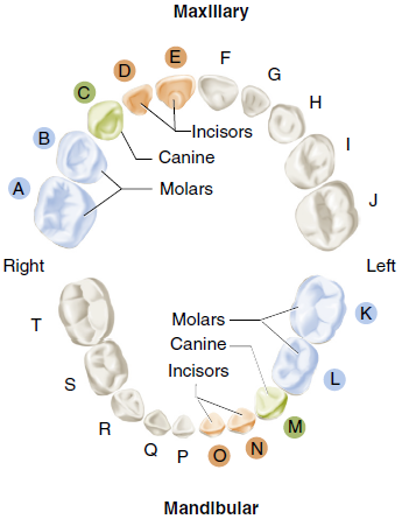 Illustration showing occlusal views of primary teeth in maxillary and mandibular arches, labeled with letters A to T. Different types of teeth such as molars, canines, and incisors are color-coded and indicated with arrows.