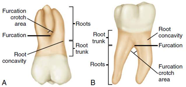 Two views of a maxillary molar tooth. Image A shows a buccal view with labels for the furcation crotch area, root concavity, and root trunk. Image B shows a mesial view labeled with the root trunk, roots, root concavity, and furcation area.