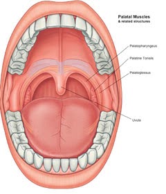 Diagram of the human oral cavity from an overhead view, displaying the palatal muscles and related structures, including the Palatopharyngeus, Palatine Tonsil, Palatoglossus, and Uvula, all clearly labeled.