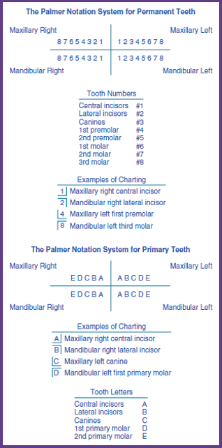 An educational image depicting the Palmer Notation System for permanent and primary teeth, showing how each tooth is numbered or lettered, with examples of charting for different types of teeth.