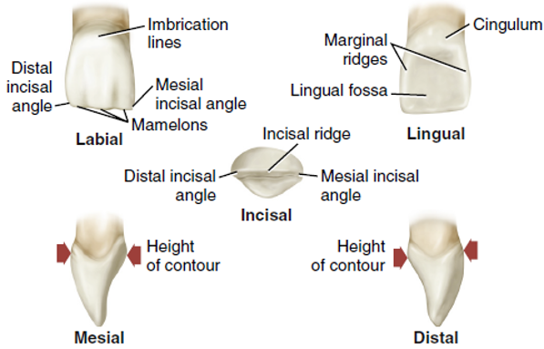 Tooth Morphology – Permanent Anterior Teeth – Oral Facial Anatomy Online