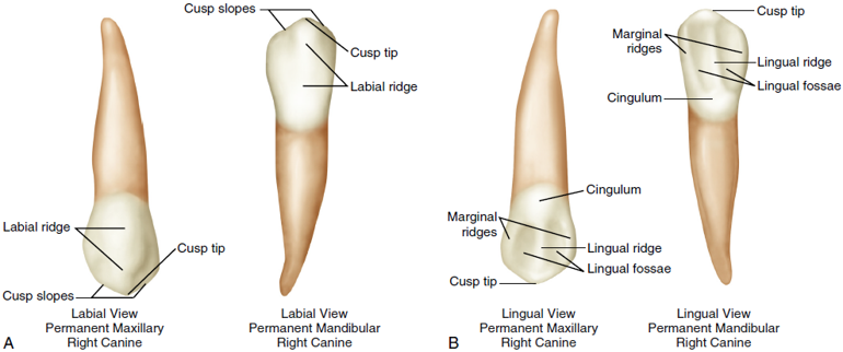 Illustration of permanent maxillary and mandibular right canines from labial and lingual views, labeled with anatomical features such as cusp tip, labial ridge, cingulum, and lingual fossae.