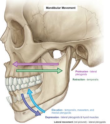 Anatomical illustration of a human skull showing mandibular movement, with arrows indicating the directions of jaw motions such as protrusion, retraction, elevation, and depression, labeled with the respective muscles involved.