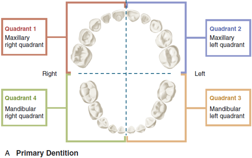 Illustration showing an occlusal view of primary dentition divided into four quadrants: Quadrant 1 Maxillary right, Quadrant 2 Maxillary left, Quadrant 3 Mandibular left, and Quadrant 4 Mandibular right, with each quadrant color-coded and labeled.