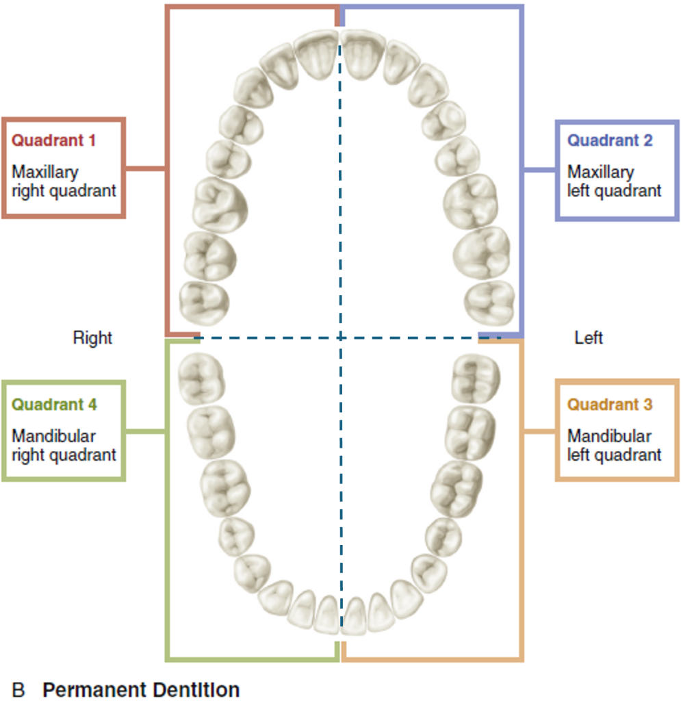 Illustration showing an occlusal view of permanent dentition divided into four quadrants: Quadrant 1 Maxillary right, Quadrant 2 Maxillary left, Quadrant 3 Mandibular left, and Quadrant 4 Mandibular right, with each quadrant color-coded and labeled.