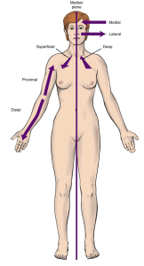 An anatomical illustration of a nude woman marked with directional terms such as medial, lateral, superficial, deep, proximal, and distal, along with the median plane.