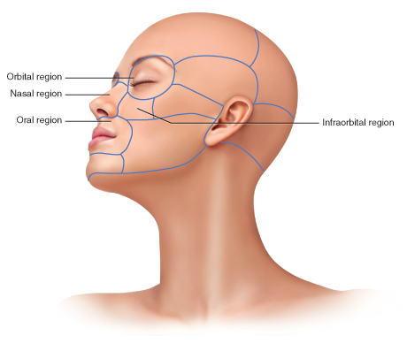 An illustration of a woman's head profile with labeled anatomical regions, including the orbital, nasal, oral, and infraorbital areas.