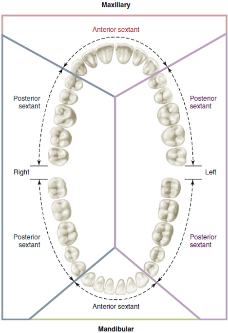 Illustration showing an occlusal view of maxillary and mandibular arches divided into sextants, with lines indicating anterior and posterior sextants in both the maxillary and mandibular regions.