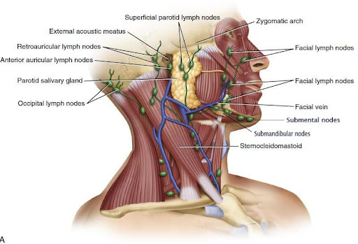 Anatomical illustration showing the superficial lymph nodes of the head and neck, including parotid, retroauricular, anterior auricular, occipital, facial, and submental lymph nodes, as well as the facial vein and sternocleidomastoid muscle.