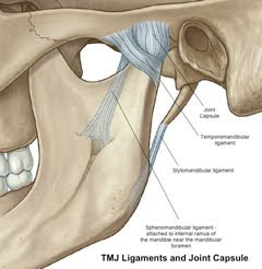 An anatomical diagram of the temporomandibular joint (TMJ) highlighting the joint capsule and surrounding ligaments, including the sphenomandibular and stylomandibular ligaments.