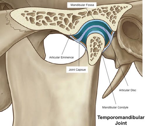 Detailed anatomical illustration showing a cross-section of the temporomandibular joint, highlighting components like the mandibular fossa, articular eminence, joint capsule, articular disc, and mandibular condyle.