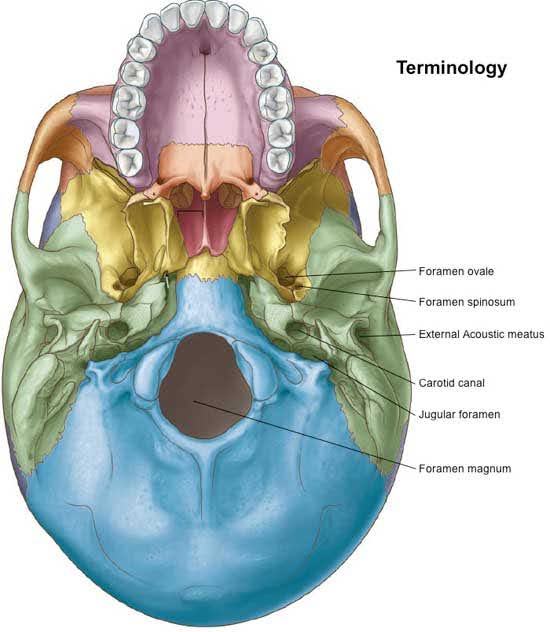 A detailed anatomical illustration of the base of the human skull viewed from above, showing teeth and labeled foramina such as the foramen ovale and jugular foramen.