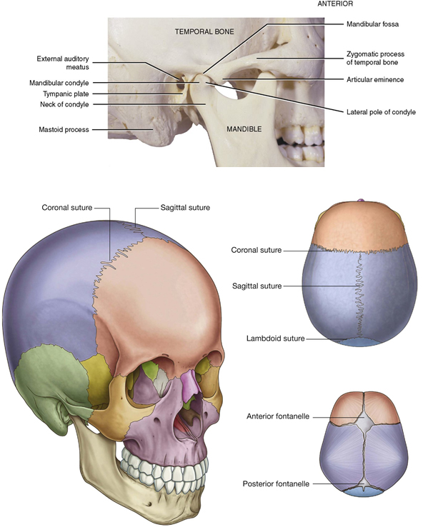 An educational compilation of anatomical illustrations depicting various features of the skull, including detailed views of the temporal bone and mandible, as well as cranial sutures and fontanelles.