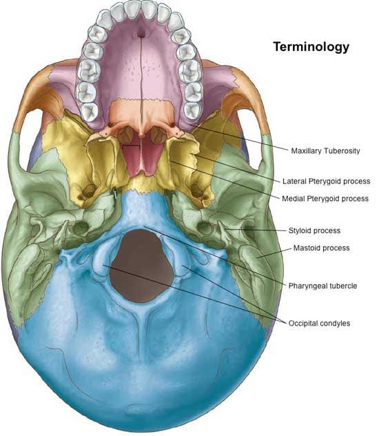 An anatomical illustration of the base of the human skull viewed from above, labeled with structures such as the maxillary tuberosity, lateral and medial pterygoid processes, and styloid process.