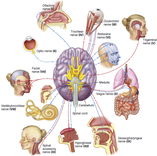 Detailed anatomical diagram of the human brain showing cranial nerves and related structures, including olfactory nerve, optic nerve, and facial nerve, among others, with insets illustrating specific nerve functionalities and connections to organs.