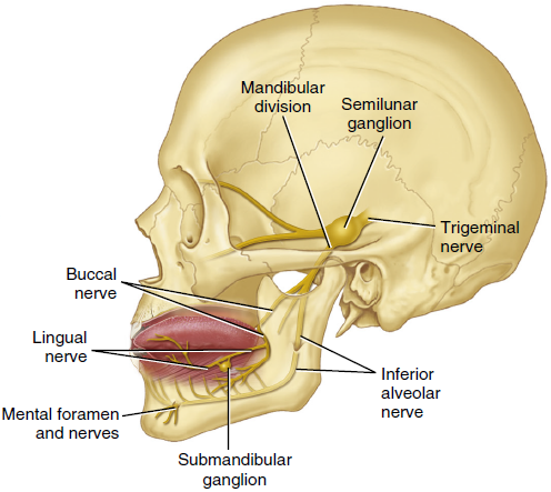 Anatomical illustration of the human skull focusing on the Mandibular division of the Trigeminal nerve, showing detailed branches including the Buccal, Lingual, and Inferior Alveolar nerves, along with key landmarks like the Semicircular ganglion and Mental foramen.