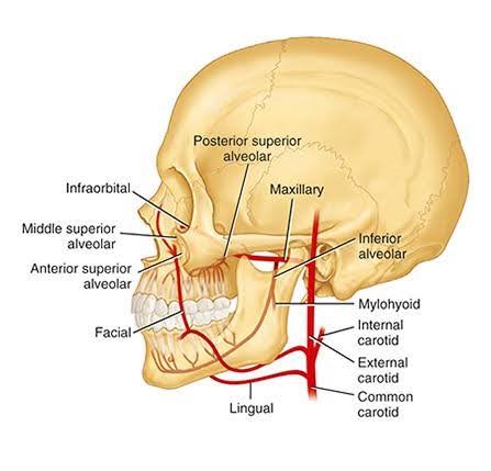 Anatomical diagram of a human skull showing the branches of the Maxillary artery and other major arteries like the Facial, Lingual, and Inferior Alveolar arteries, clearly labeled to indicate their paths through the jaw and face.