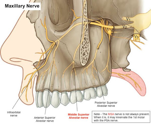 Detailed illustration of the Maxillary nerve and its branches within a semi-transparent human head, highlighting areas such as the Infraorbital nerve, Anterior Superior Alveolar nerve, and Posterior Superior Alveolar nerve.