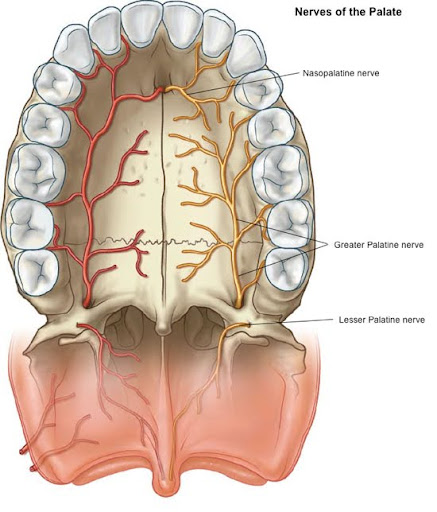 Top-down anatomical view of the human palate showing the Nasopalatine nerve, Greater Palatine nerve, and Lesser Palatine nerve, each traced with different colors for clear differentiation.