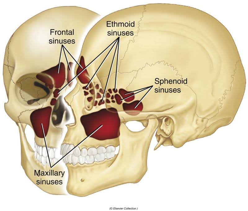 Anatomical diagram showing a lateral view of a human skull highlighting the paranasal sinuses, including the frontal, ethmoid, sphenoid, and maxillary sinuses, each color-coded and labeled for clear identification.